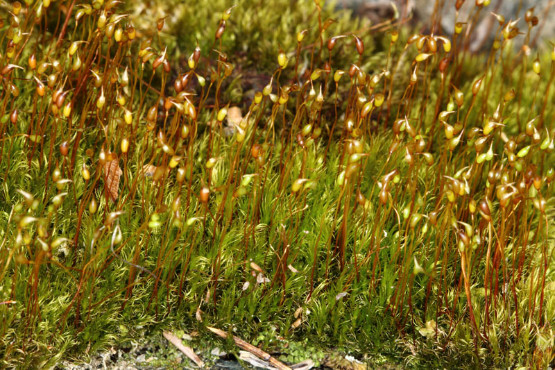 Dicranella subulata